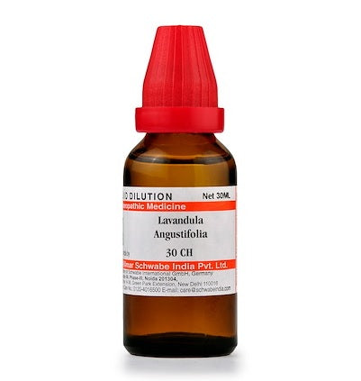 Lavandula Angustifolia Dilution 6C, 30C, 200C, 1M, 10M